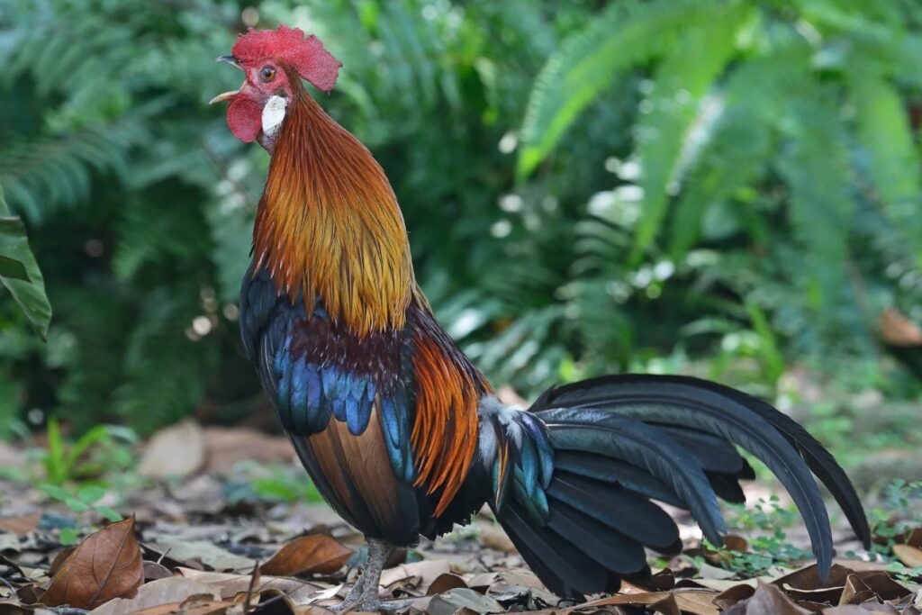 Bankiva junglefowl. Image source: clasbio.ru.