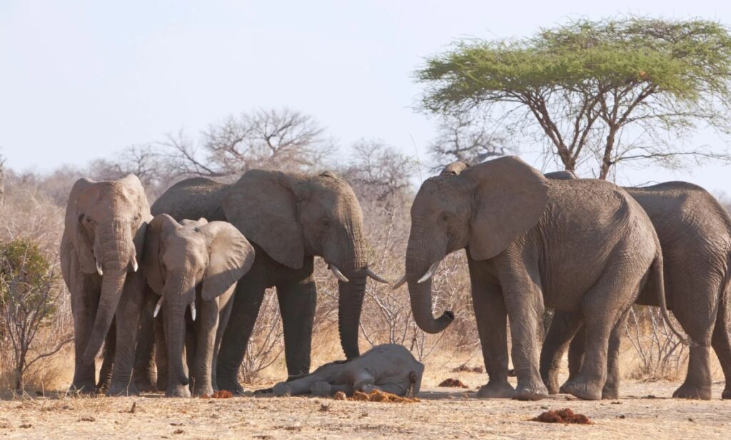 Elephants gathered around a dead member of their species. Image source: spektrum.de.