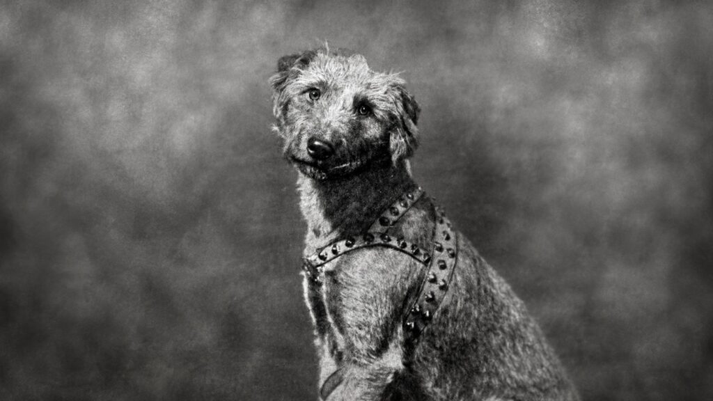 Rolf, the 'thinking dog'