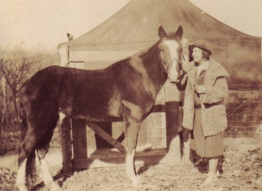 The horse Lady Wonder. Image source: paranormalcatalog.net