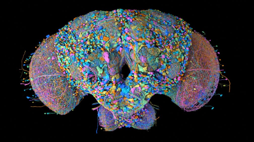 A digitized fruit fly brain