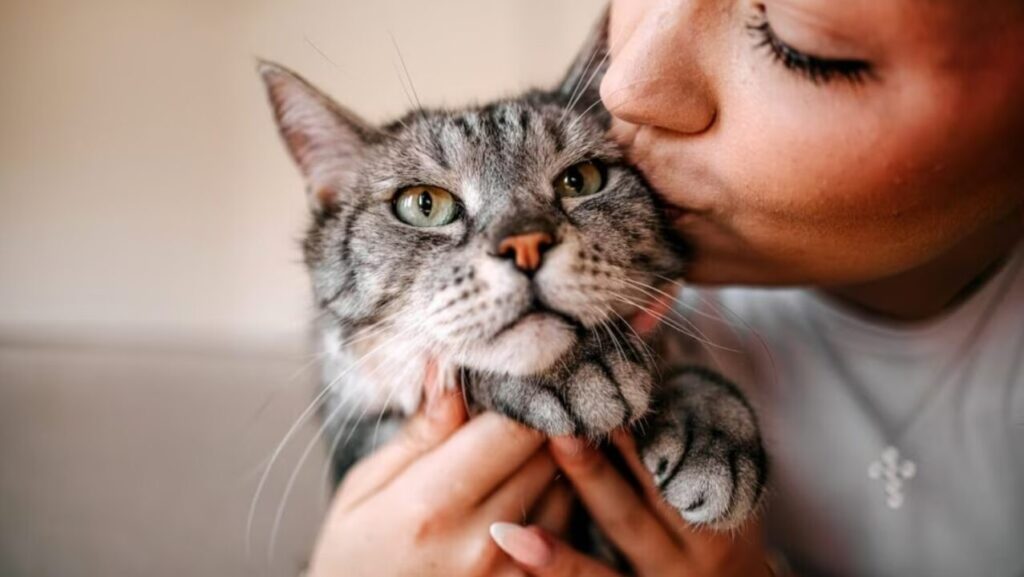 Do cats understand our kisses and hugs? Photo.