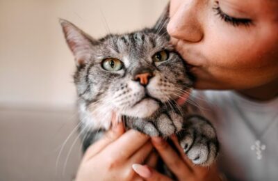 Cats Don’t Understand Kisses and Hugs the Way We Do: What They Actually Feel