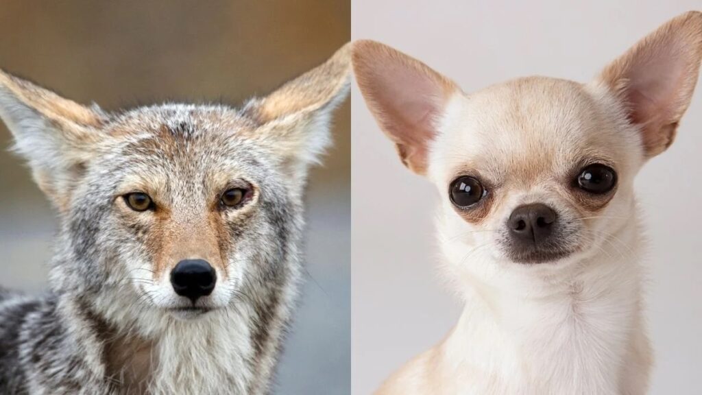 Coyote genes were found in chihuahua DNA: how did they get there?