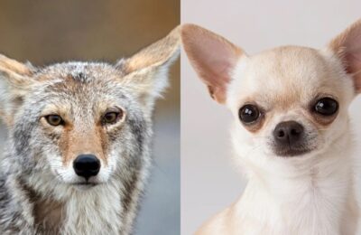 Chihuahuas Carry Coyote DNA, Genome Analysis Finds