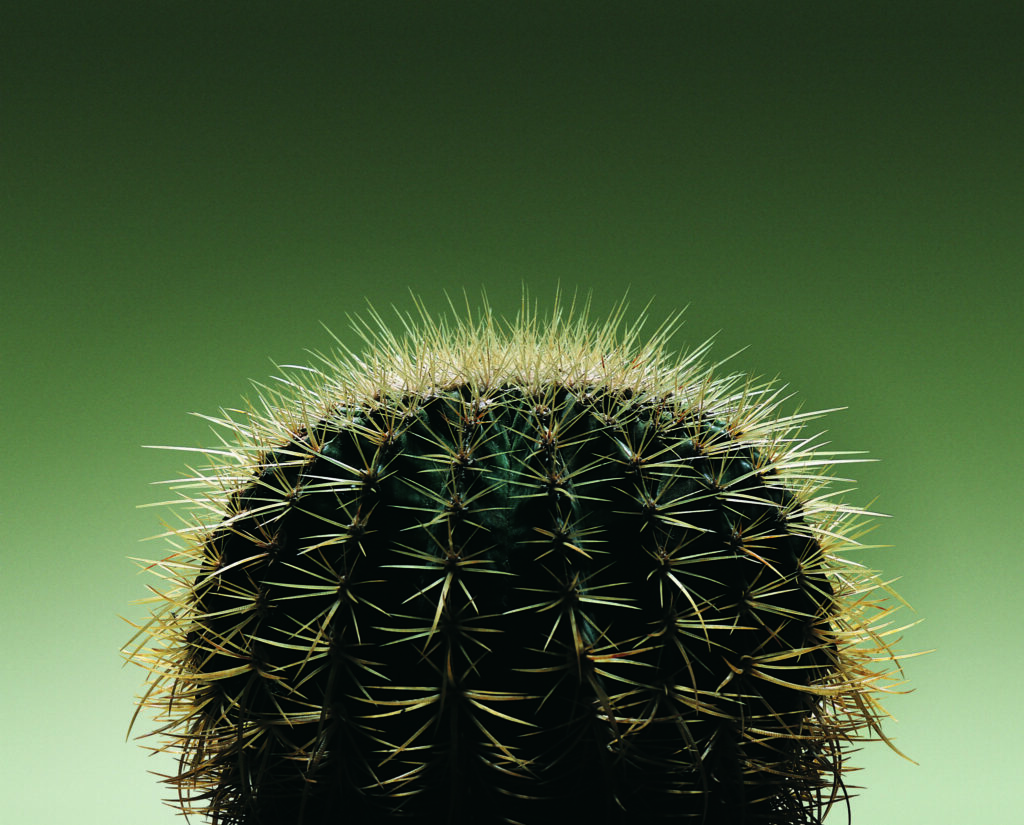 A cactus with long spines against a green background