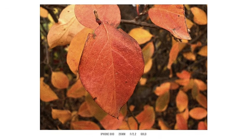 Close-up of a red autumn leaf, shot on iPhone Duo with the Gold style