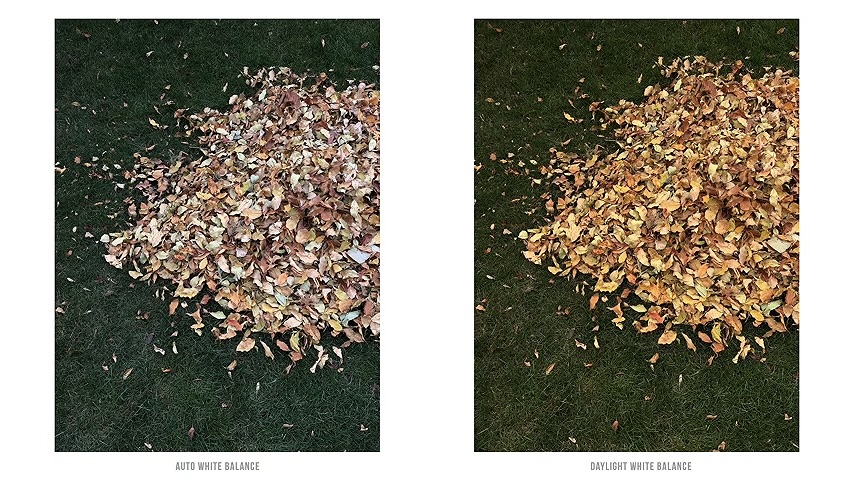 A pile of fallen leaves on a lawn: automatic white balance on the left, daylight white balance on the right