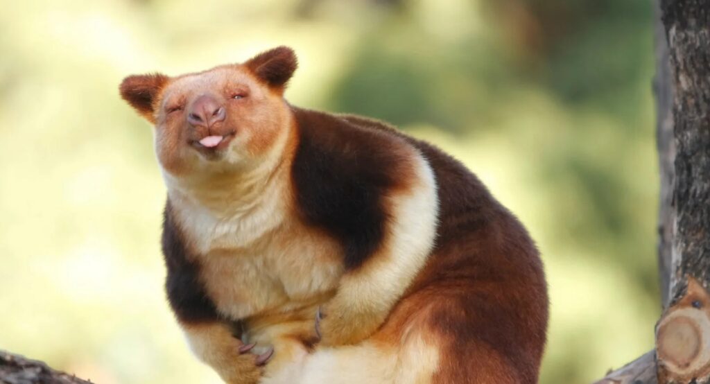 Tree kangaroo