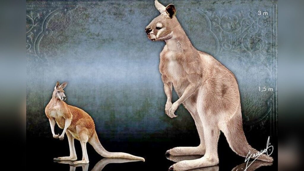 A modern kangaroo compared with Procoptodon