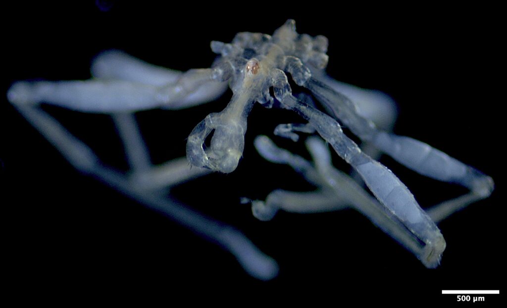 A new species of sea spider under a microscope