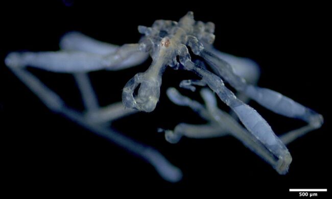 Two new sea spider species found in the Salish Sea, one with a three-lipped mouth