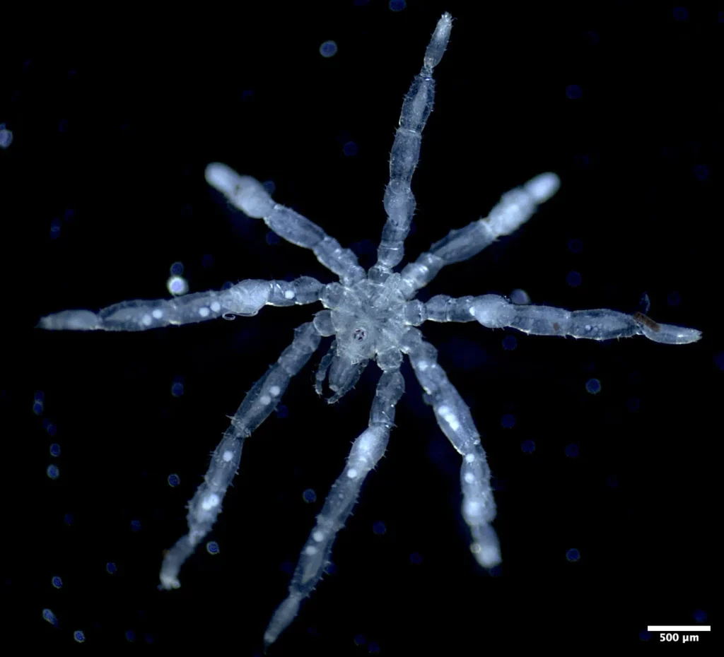 A sea spider under a microscope